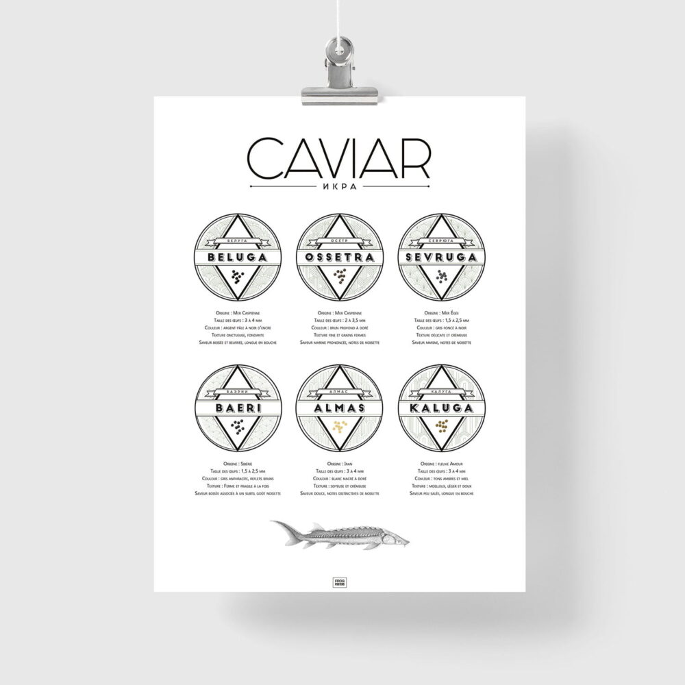 Affiche guide du caviar, des oeufs d'esturgeon beluga, osciètre, baeri