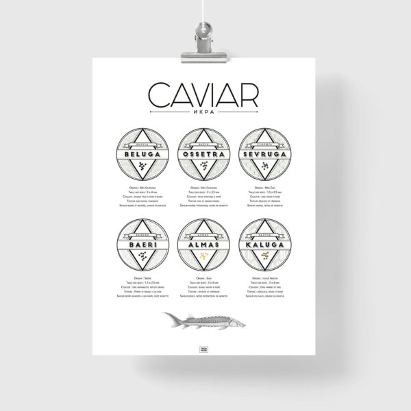 Affiche guide du caviar, des oeufs d'esturgeon beluga, osciètre, baeri
