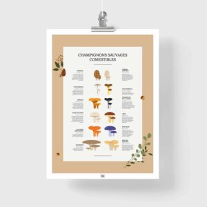 Affiche des champignons comestibles sauvages, où les trouver et en quelle saison
