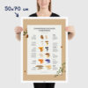 Affiche des champignons comestibles sauvages, où les trouver et en quelle saison, dimensions 50x70cm